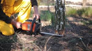 Trusted Wildomar, CA Tree Removal Services Experts