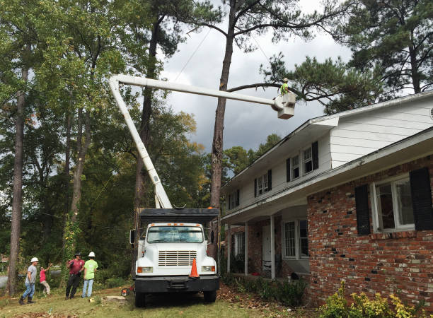 How Our Tree Care Process Works  in  Wildomar, CA