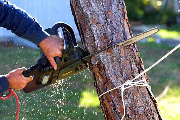 Best Seasonal Cleanup (Spring/Fall)  in Wildomar, CA